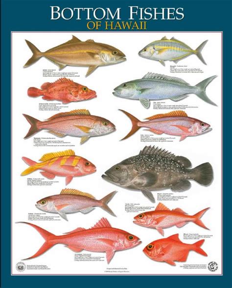 weke fish|Fishes of Hawai'i .